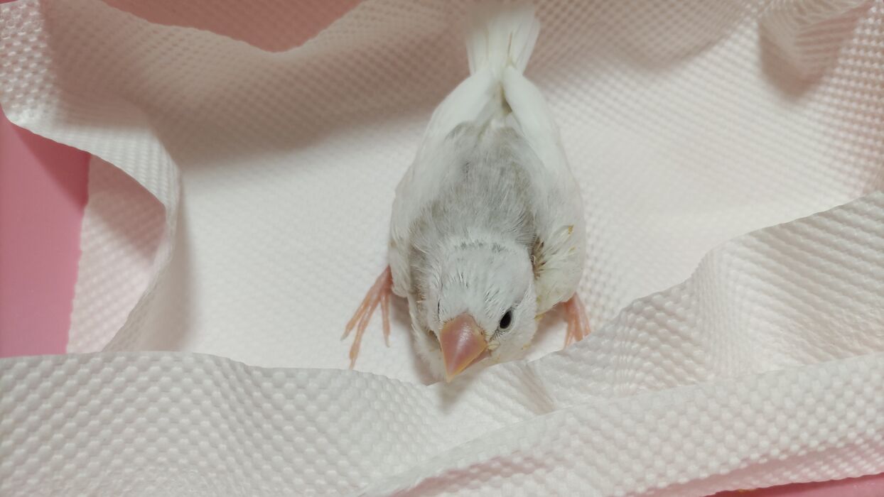 ブログ画像