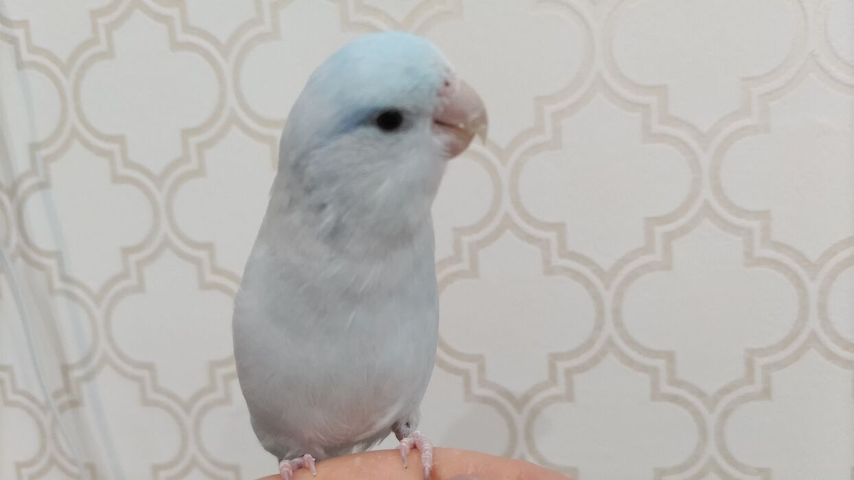 ブログ画像